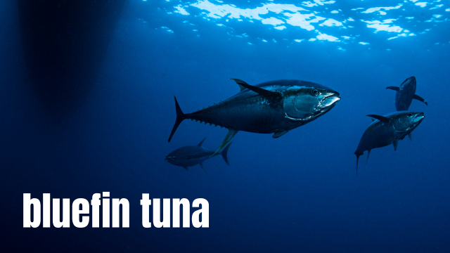 bluefin tuna